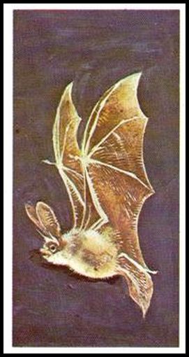 16 Long Eared Bat